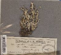 Cladonia scabriuscula image