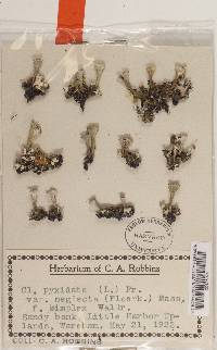 Cladonia pocillum image