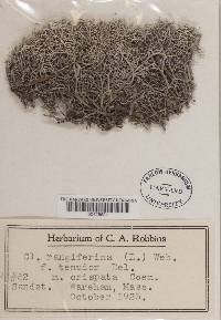 Cladonia rangiferina f. tenuior image