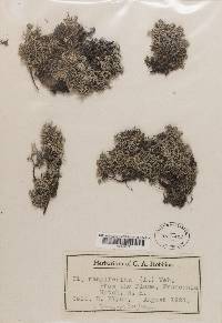 Cladonia rangiferina f. tenuior image