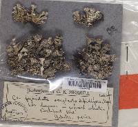 Cladonia pyxidata image