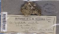 Cladonia pyxidata image