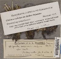 Cladonia scabriuscula image