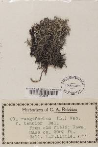 Cladonia rangiferina f. tenuior image