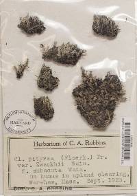 Cladonia ramulosa image