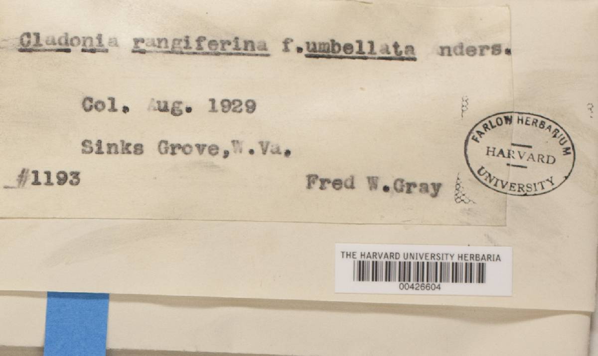 Cladonia rangiferina f. umbellata image