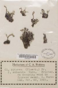 Cladonia ramulosa image