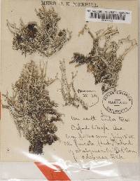 Cladonia scabriuscula image