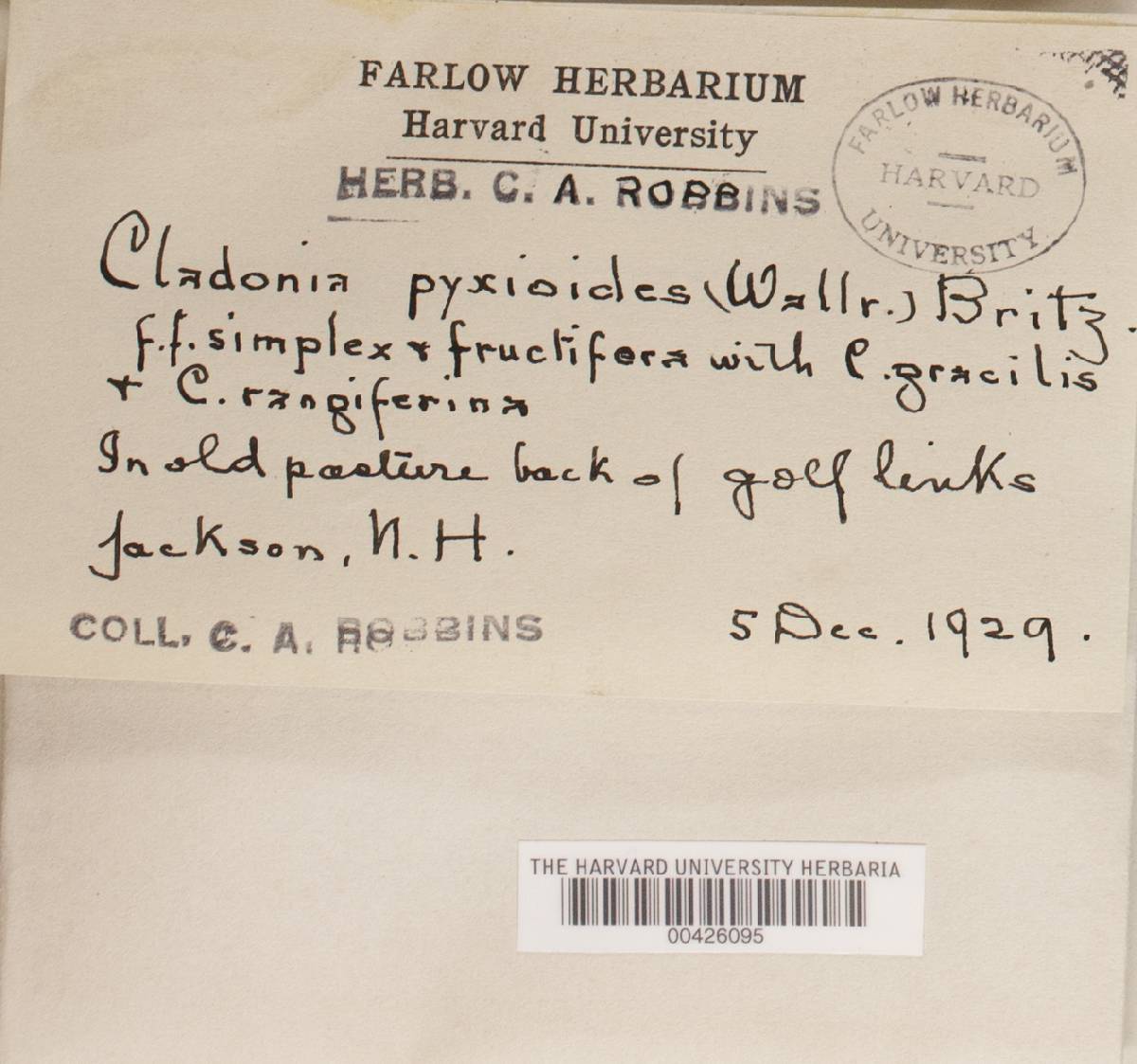 Cladonia pyxioides image