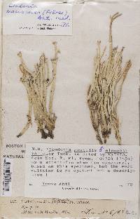 Cladonia macroceras image