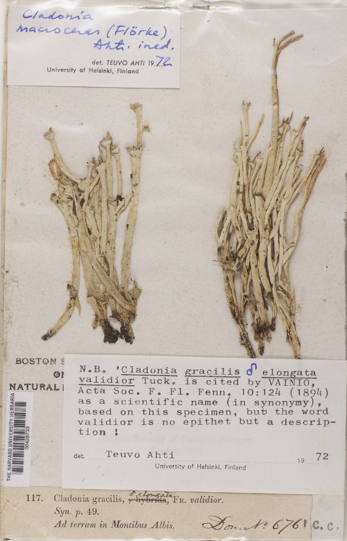 Cladonia macroceras image