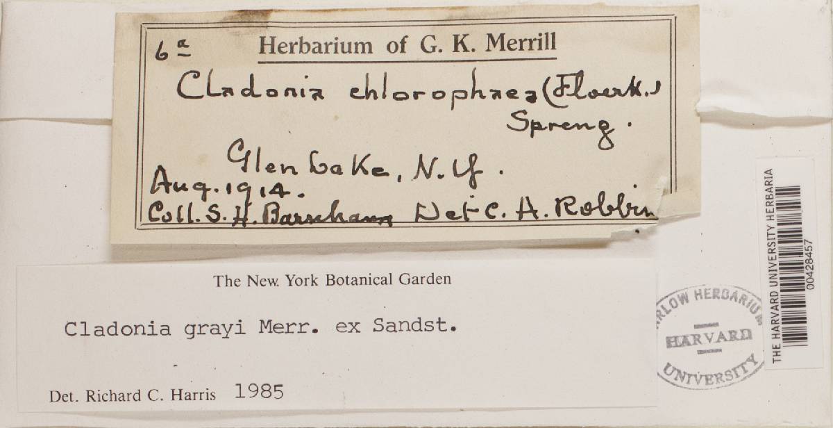 Cladonia grayi image