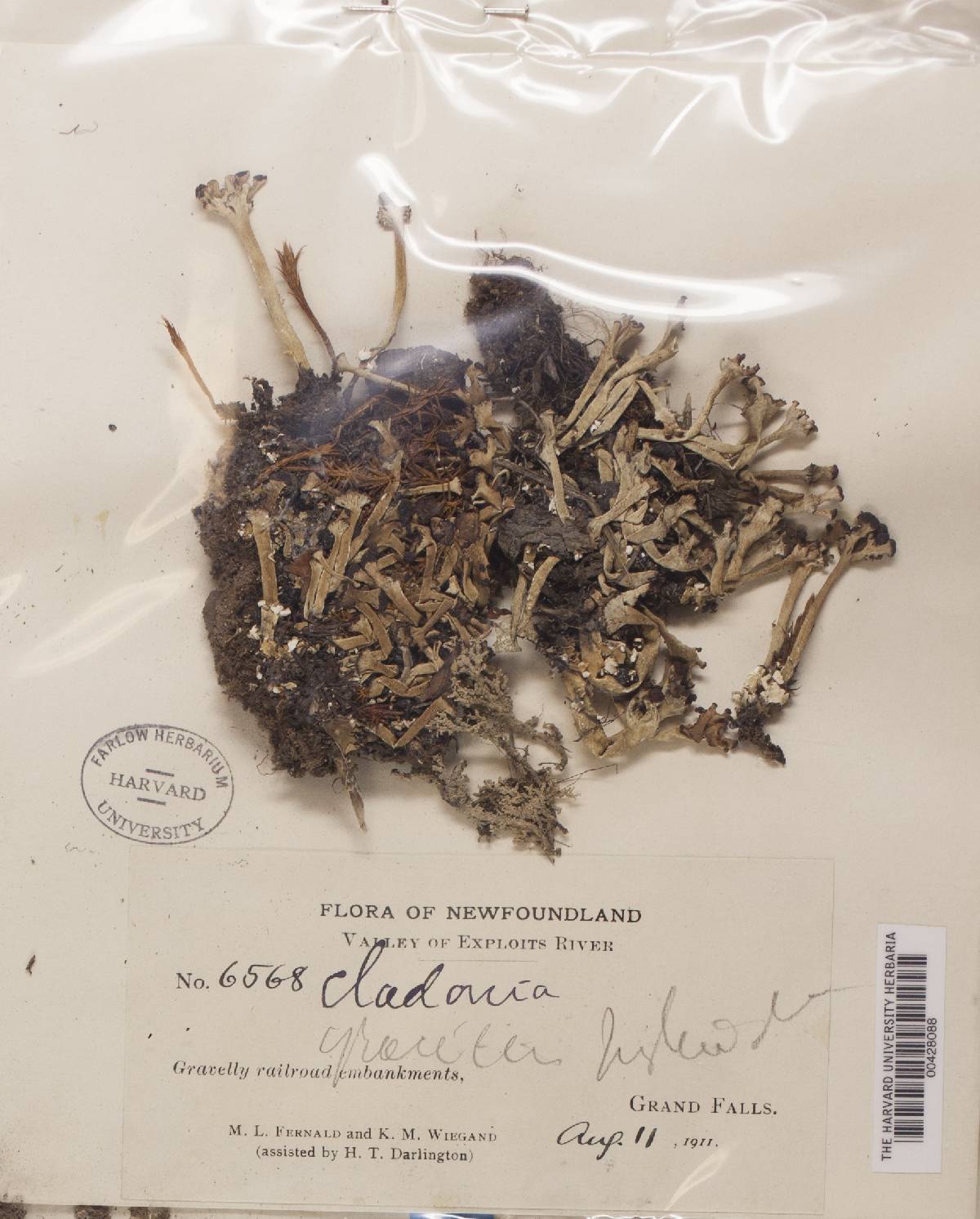 Cladonia gracilis f. hybrida image