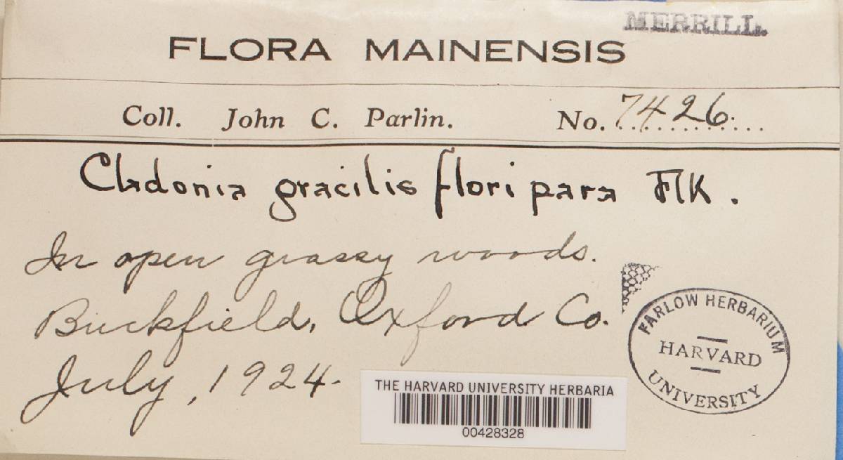 Cladonia gracilis f. floripara image
