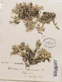 Cladonia leporina image