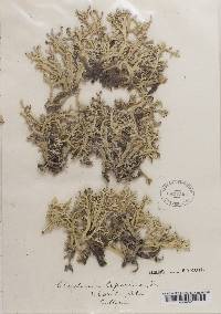 Cladonia leporina image