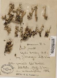 Cladonia gracilis f. anthocephala image
