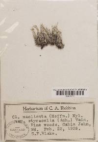 Cladonia macilenta var. styracella image