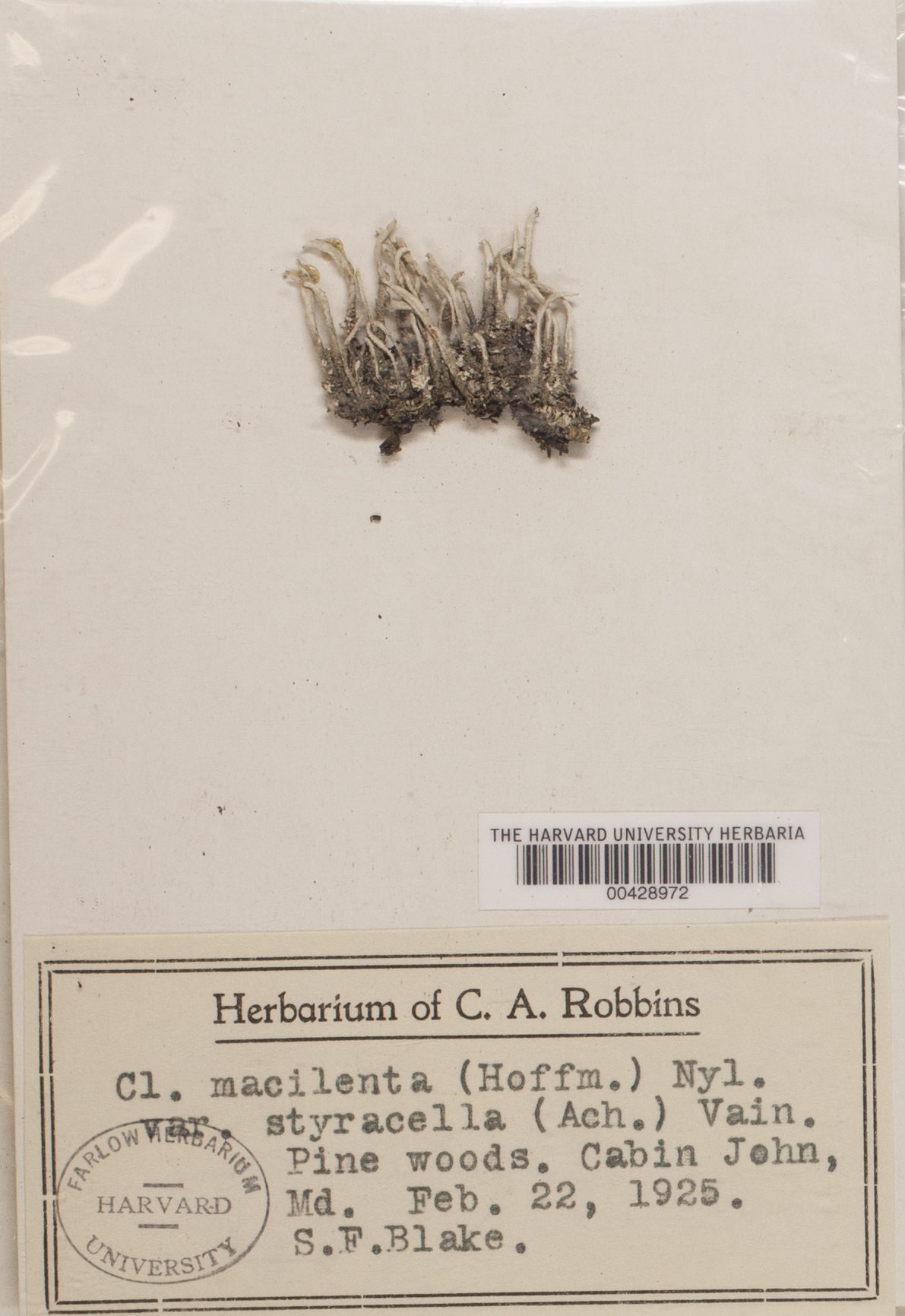 Cladonia macilenta var. styracella image