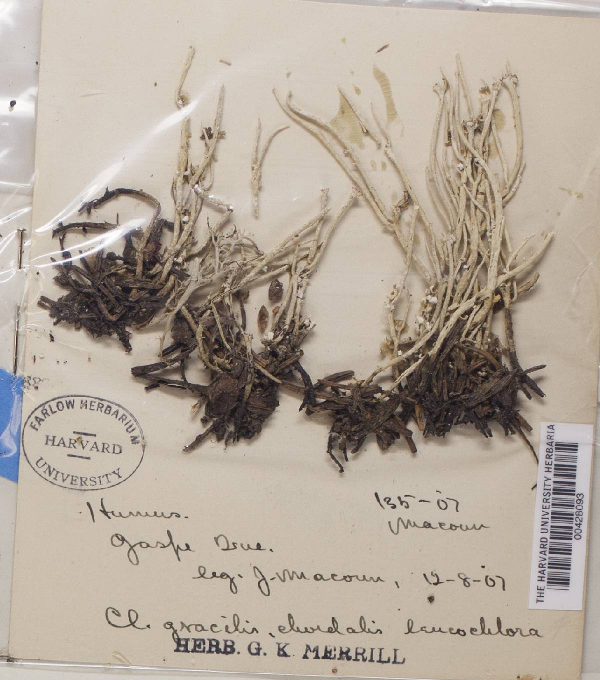 Cladonia gracilis f. leucochlora image