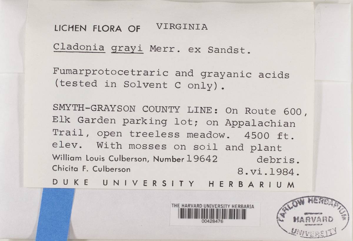 Cladonia grayi image