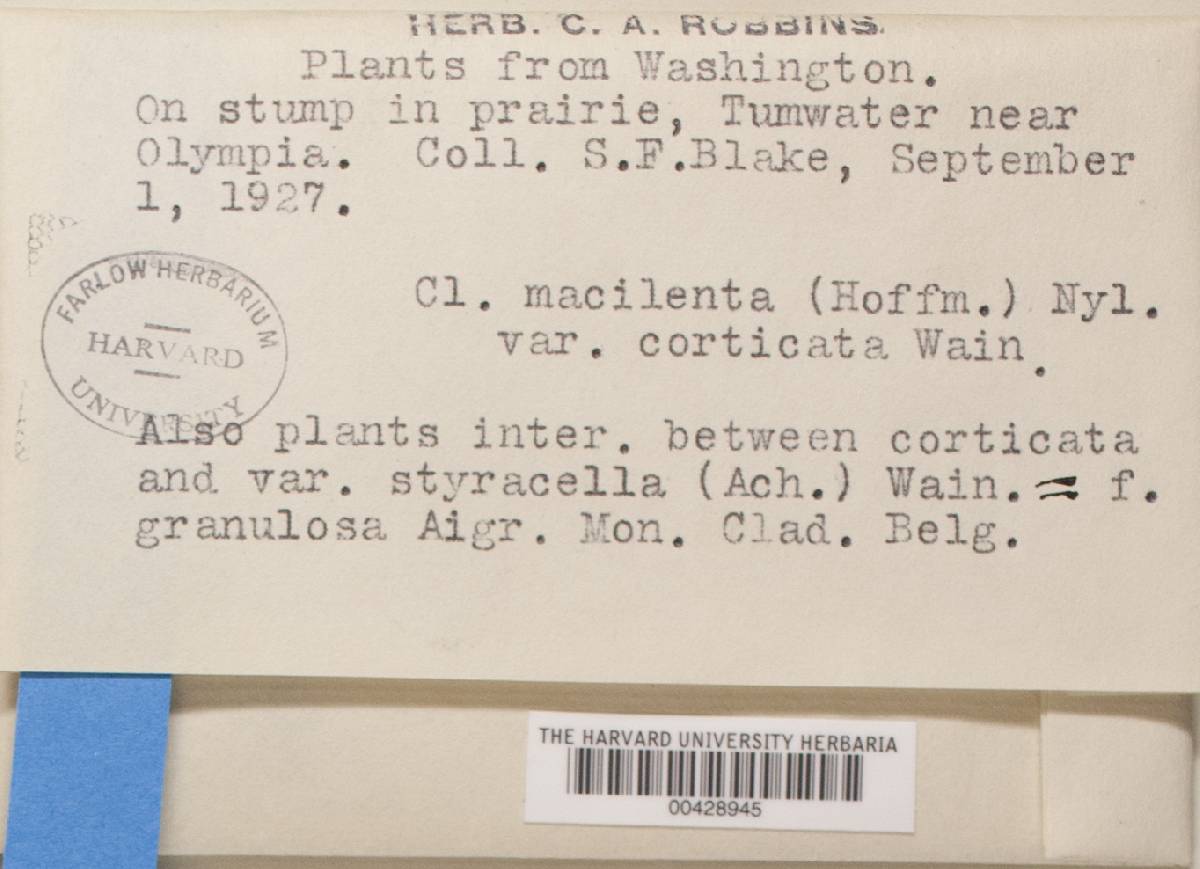Cladonia macilenta var. corticata image
