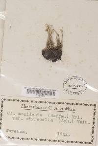 Cladonia macilenta image