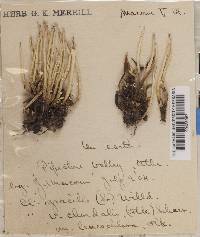 Cladonia gracilis var. chordalis image