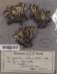 Cladonia gracilis var. dilacerata image