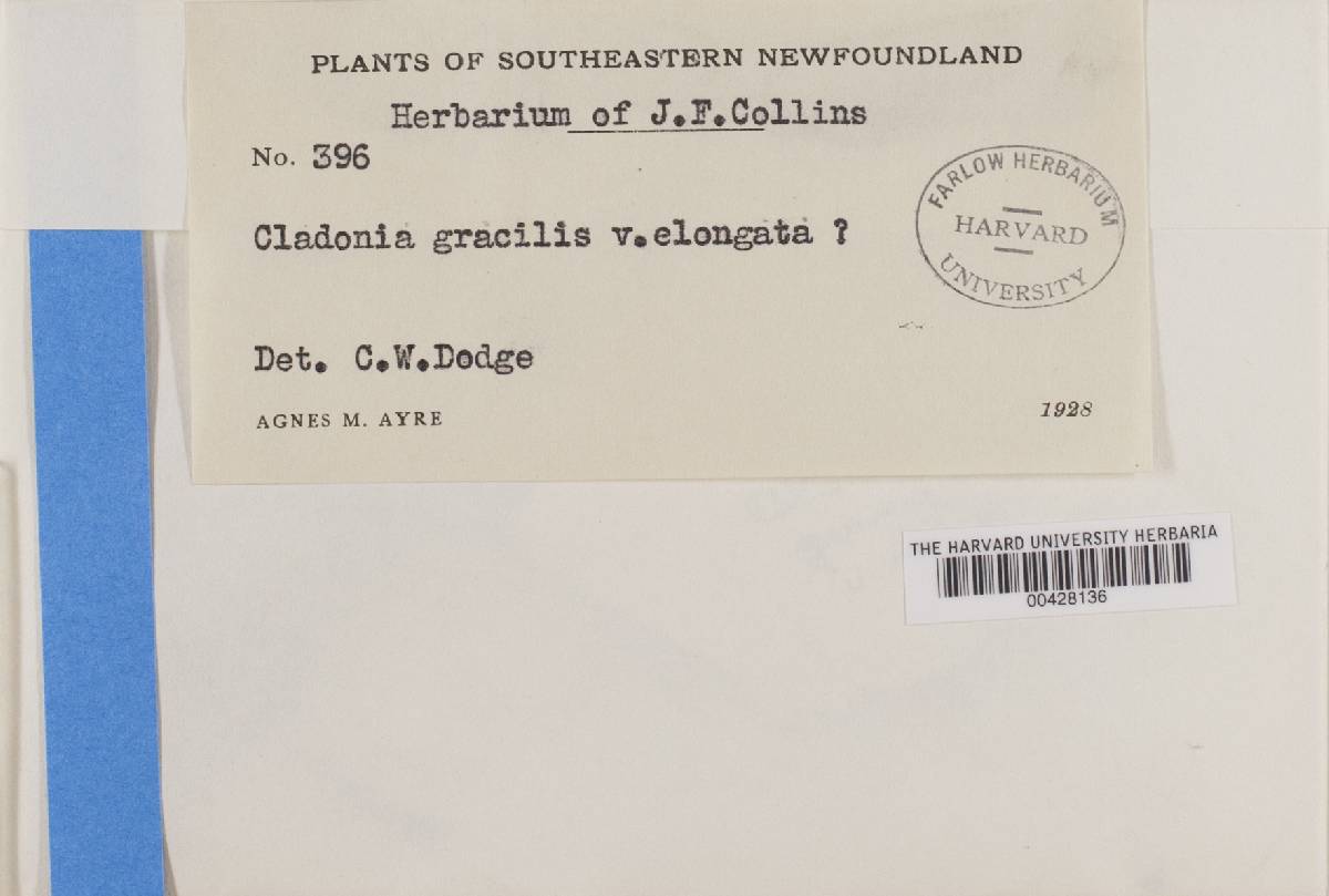 Cladonia gracilis var. elongata image