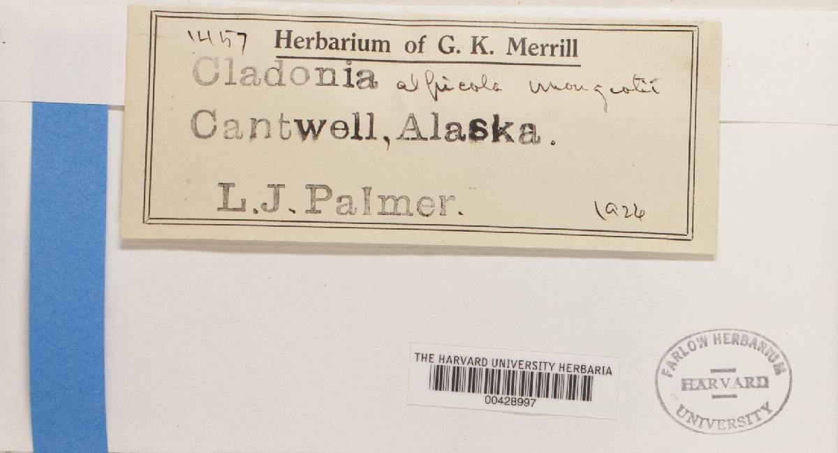 Cladonia macrophylla f. mougeotii image