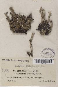 Cladonia gracilis image