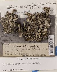 Cladonia grayi image