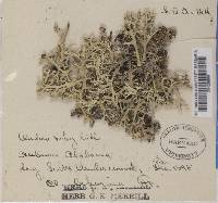 Cladonia leporina image