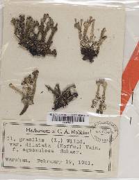 Cladonia gracilis image