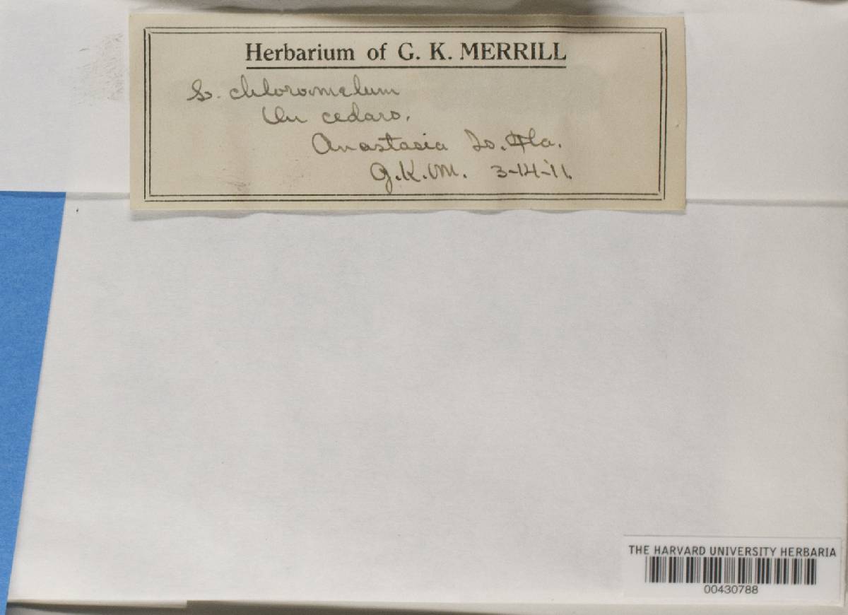 Leptogium chloromelum image