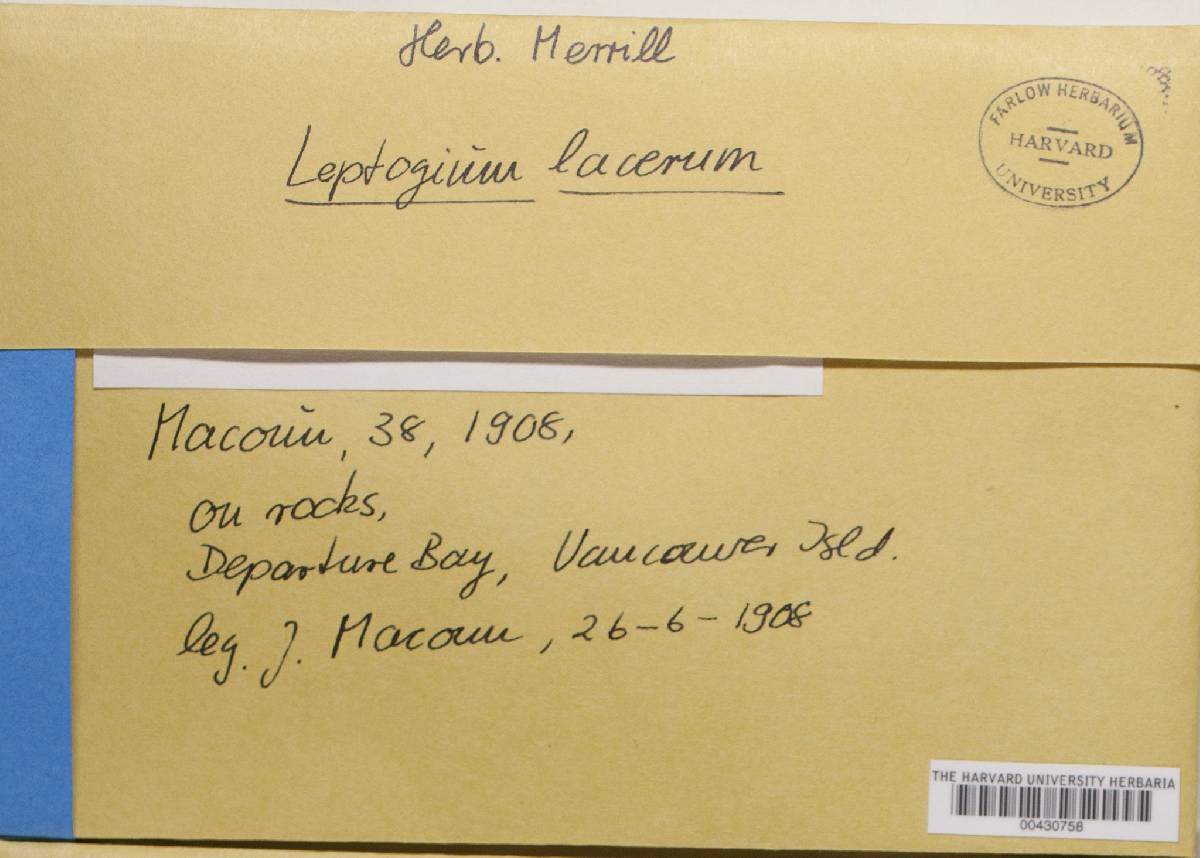 Leptogium californicum image