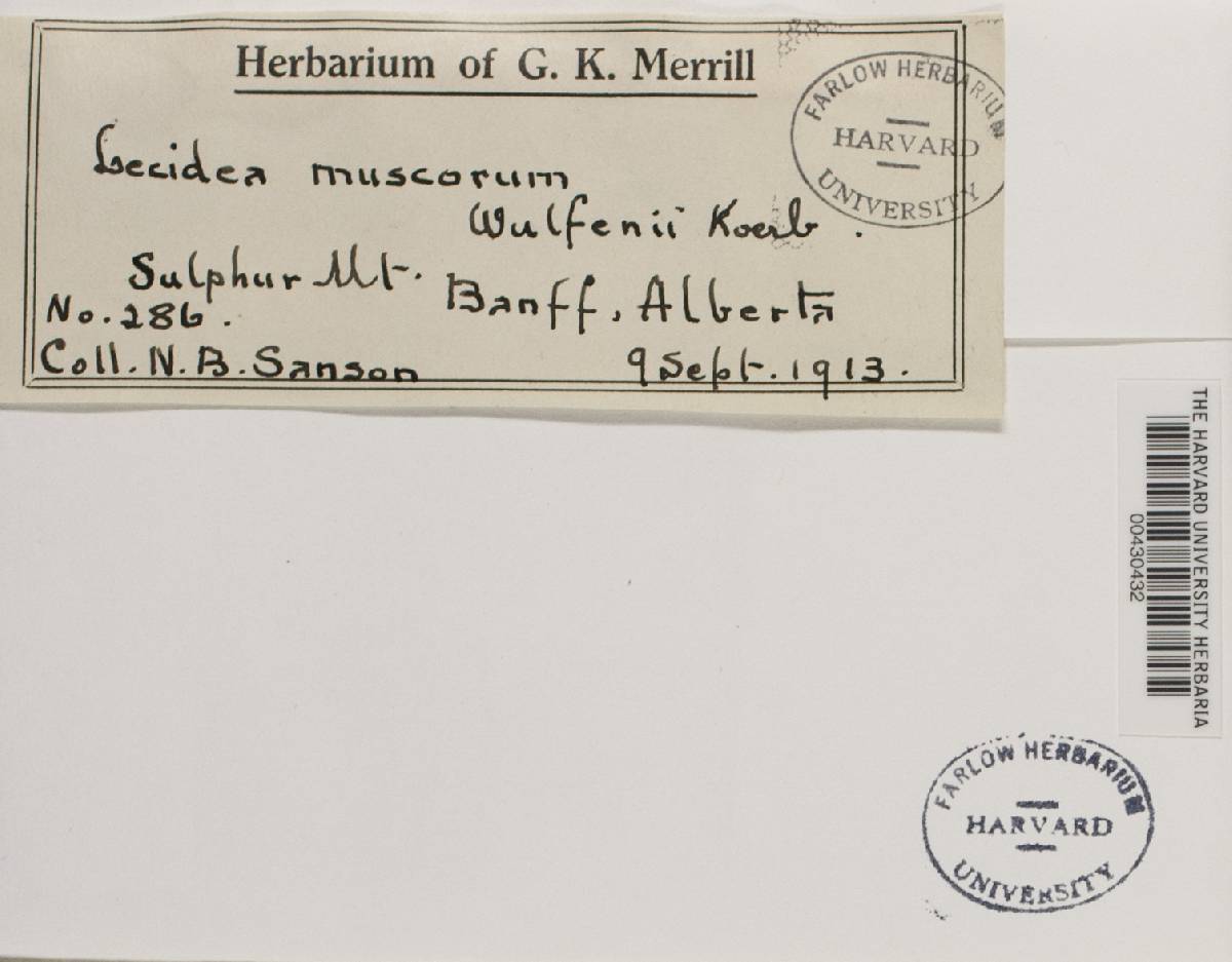 Lecidella wulfenii image