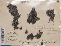 Leptogium cyanescens image