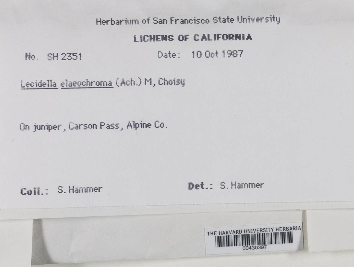 Lecidella elaeochroma f. elaeochroma image
