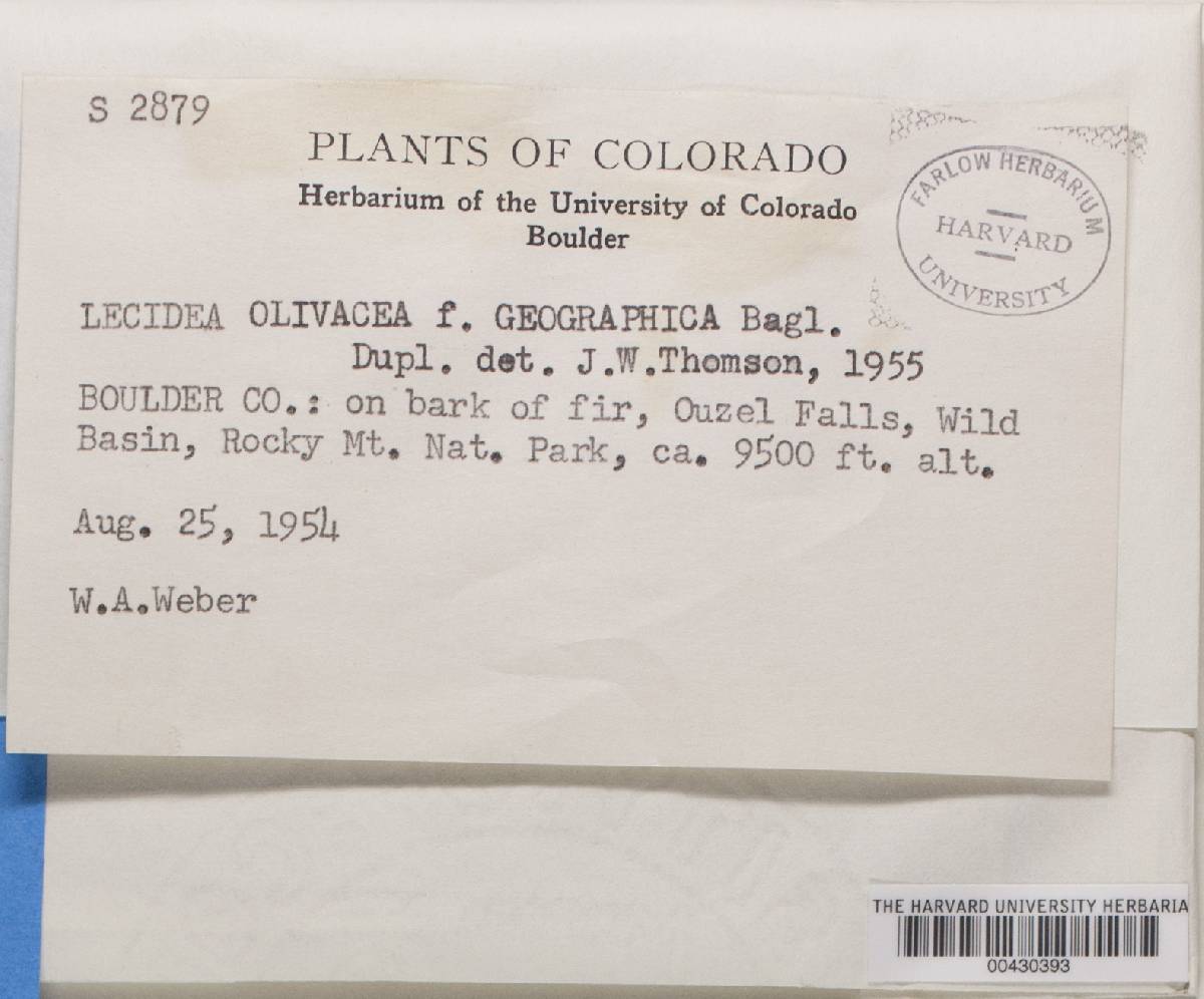 Lecidella elaeochroma f. elaeochroma image