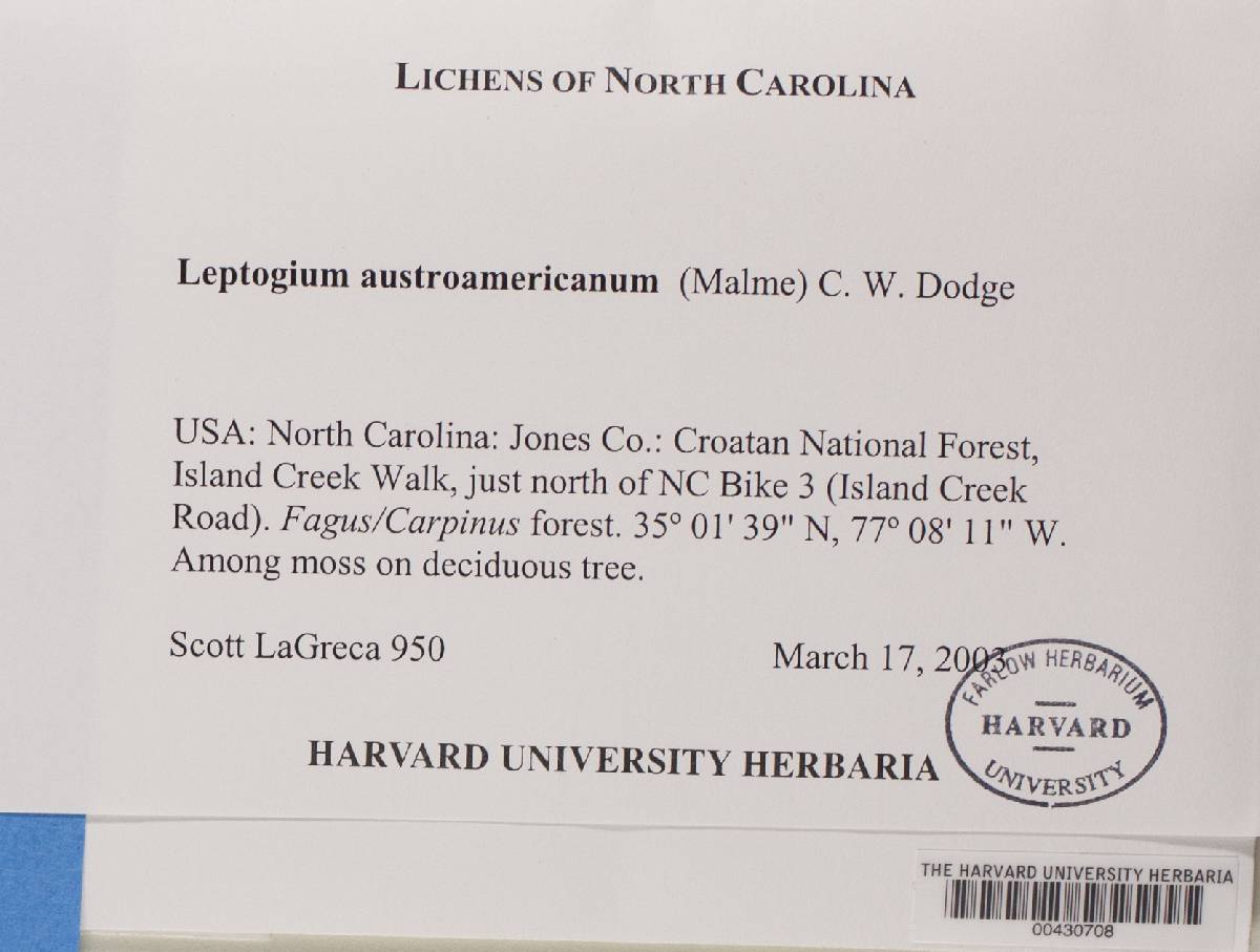 Leptogium austroamericanum image