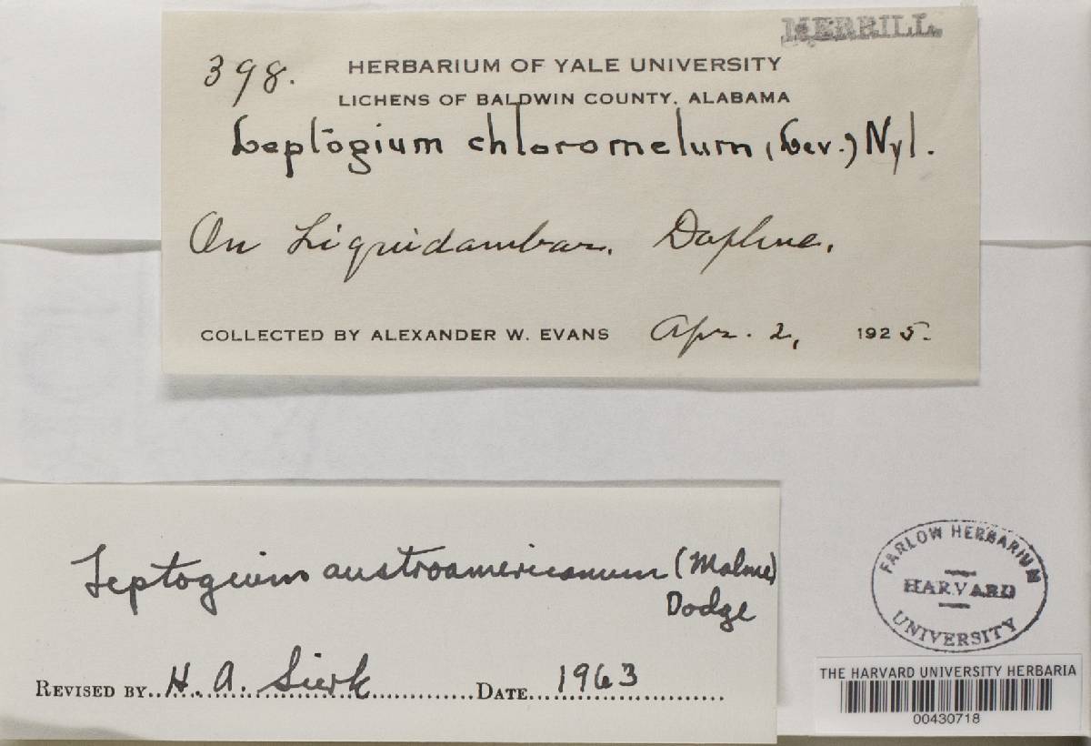 Leptogium austroamericanum image