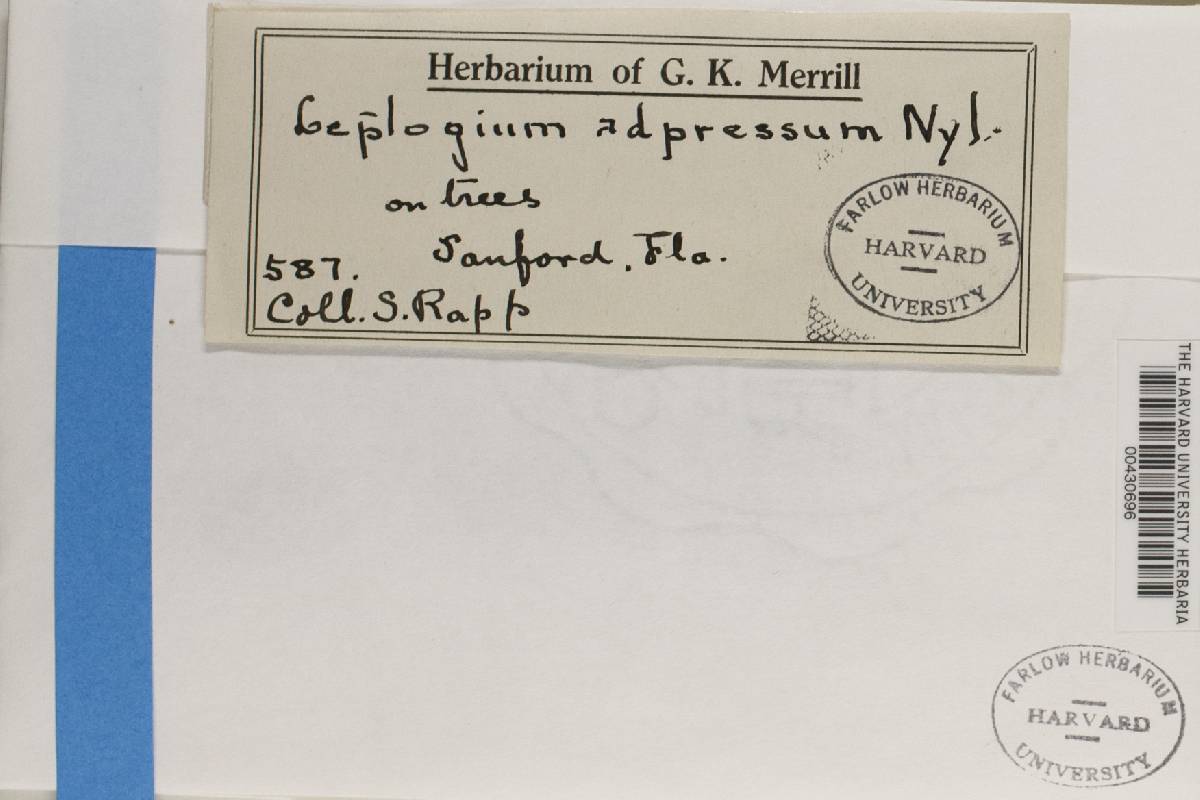 Leptogium adpressum image