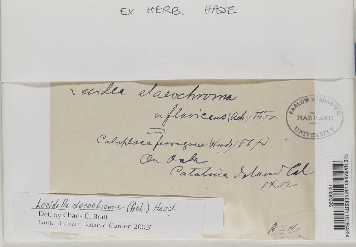 Lecidella elaeochroma f. elaeochroma image