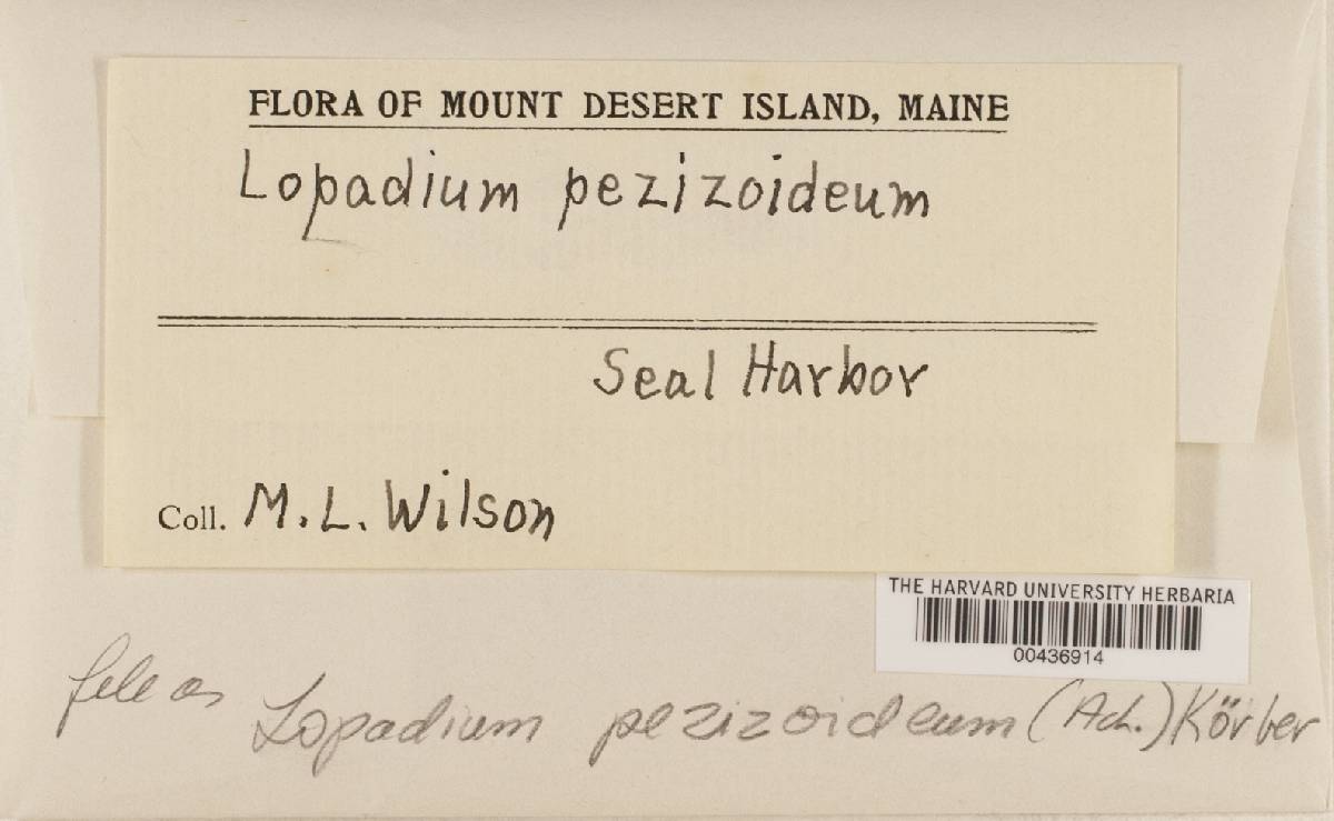 Lopadium pezizoideum image