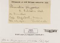 Hypogymnia physodes image