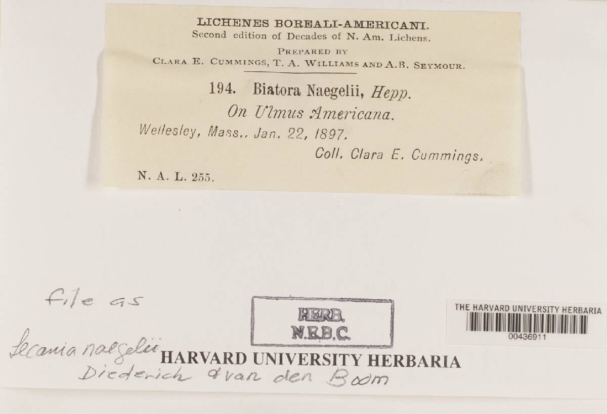 Lecania naegelii image