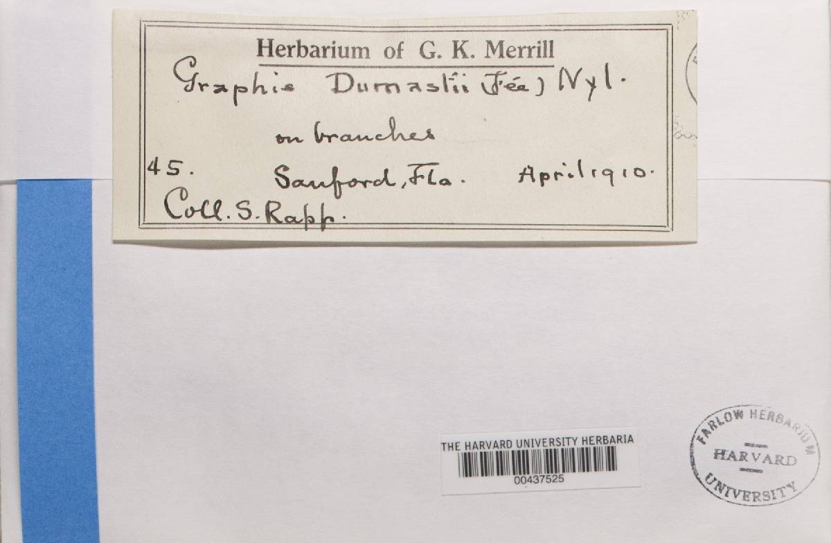Graphis dumastii image