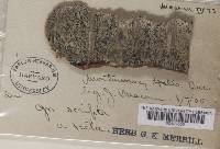 Graphis scripta image
